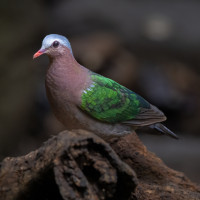 Asian Emerald Dove